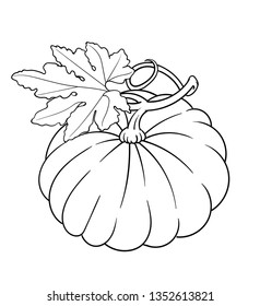 Vector hand drawn plant in black outline . Black stroke squash.Vector detailed Illustration isolated on background. Detailed vector sketch pumpkin