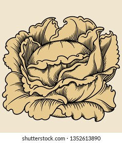 Vector hand drawn plant in black outline . Black stroke green salad  .Vector detailed Illustration isolated on background. Detailed vector sketch cabbage salad  vegetable isolated on white background