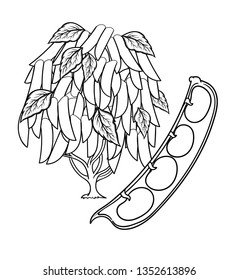 Vector hand drawn plant in black outline . Black stroke haricot bean .Vector kidney bean detailed Illustration isolated on background. Detailed vector sketch bean isolated on white