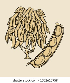 Vector hand drawn plant in black outline . Black stroke haricot bean .Vector kidney bean detailed Illustration isolated on background. Detailed vector sketch bean isolated on white