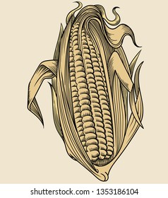 Vector hand drawn plant in black outline . Black stroke corn.Vector detailed Illustration isolated on background. Detailed vector sketch maize isolated on white