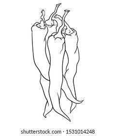 Vector hand drawn plant chili peppers in black outline . Black stroke .Vector detailed Illustration isolated on background. Detailed vector sketch