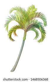 vector hand drawn plant clip art betel palm tree