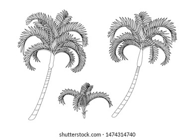 vector hand drawn plant clip art betel palm tree