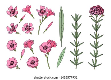 Vector Hand Drawn Plant Clipart