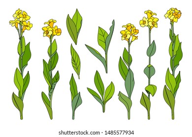 Vector Hand Drawn Plant Clipart