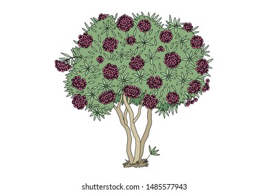 vector hand drawn plant clipart