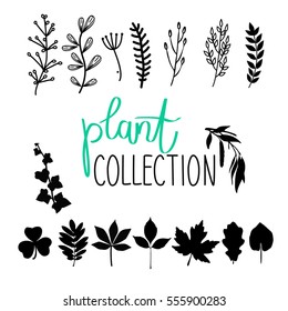 Vector hand drawn plant collection. Simple branches set for your design.