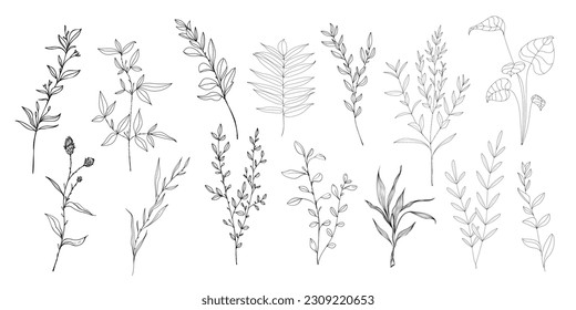 vector hand drawn plant and flower images