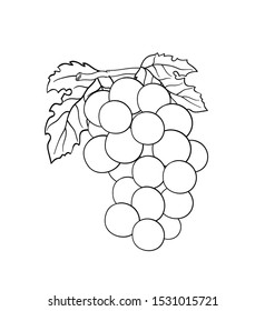 Vector hand drawn plant grape in black outline . Black stroke .Vector detailed Illustration isolated on background. Detailed vector sketch