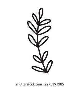 Vector hand drawn plant with leaves doodle illustration. Cute vector herb sketch