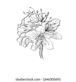 Vector hand drawn plants. Botanical of sketch Azalea flowers drawing with line-art on white backgrounds