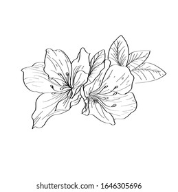 Vector hand drawn plants. Botanical of sketch Azalea flowers drawing with line-art on white backgrounds