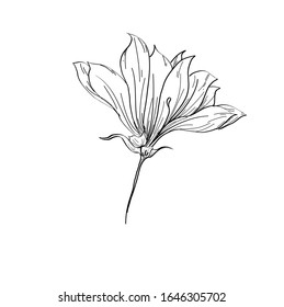 Plantas dibujadas a mano por vectores. Dibujo botánico de las flores de Azalea dibujando con líneas de arte sobre fondo blanco