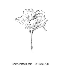 Vector hand drawn plants. Botanical of sketch Azalea flowers drawing with line-art on white backgrounds