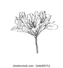 Vector hand drawn plants. Botanical of sketch Azalea flowers drawing with line-art on white backgrounds