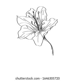 Vector hand drawn plants. Botanical of sketch Azalea flowers drawing with line-art on white backgrounds