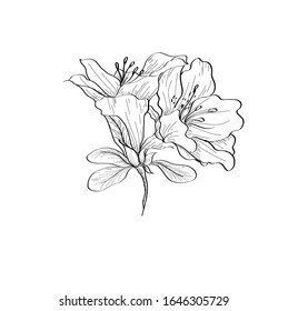 Vector hand drawn plants. Botanical of sketch Azalea flowers drawing with line-art on white backgrounds