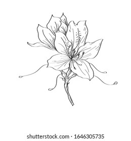 Vector hand drawn plants. Botanical of sketch Azalea flowers drawing with line-art on white backgrounds