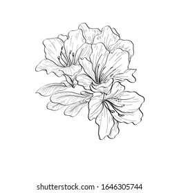 Vector hand drawn plants. Botanical of sketch Azalea flowers drawing with line-art on white backgrounds