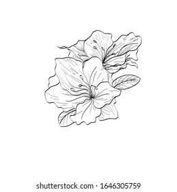 Vector hand drawn plants. Botanical of sketch Azalea flowers drawing with line-art on white backgrounds