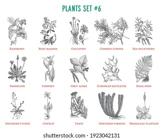 Vector hand drawn plants set. Vintage illustration. Retro collection with raspberry, rose madder, coltsfoot, juniper, sea-buckthorn, dandelion, comfrey, Grey alder, European mistletoe and others