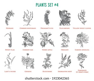 Vector hand drawn plants set. Vintage illustration. Retro collection with henbane, knotgrass, pheasants eye, Elecampane, oak, thorn apple, oregano, garden angelica, Ginseng, Buckthorn and others