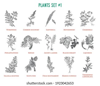 Vector hand drawn plants set. Vintage illustration. Retro collection with wormwood, mugwort, santonica, motherwort, chamomile, pineappleweed, blackcurrant and others