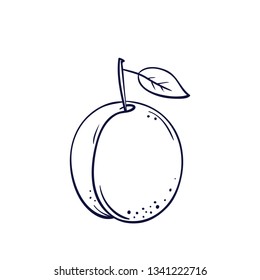 Vector hand drawn plum. Decorative retro style farm product restaurant menu, market label