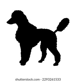Vector hand drawn poodle dog silhouette isolated on white background
