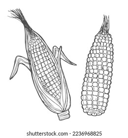 Vector hand drawn popcorn corn cob outline doodle icon. Food sketch illustration for print, web, mobile and infographics isolated on white background.