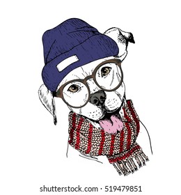 Vector hand drawn portrait of cozy winter dog. Pit bull wearing knitted scarf, beanie and hipster glasses. Winter cozy sketched poster. for flyer, poster, clothing prints. Xmas, Christmas, New Year.