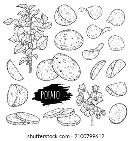 Vector Hand Drawn Potato Set. Organic Plant Drawing With Unpeeled Whole Potato,slices, Halves, Chips, Flower And Branch. Lineart Botanical Illustration. Outline Ink Slyle Sketch.