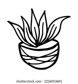 Vector hand drawn potted plants flower vector