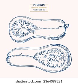 Vector hand drawn Pumpkin. Eps 10 botanical illustration