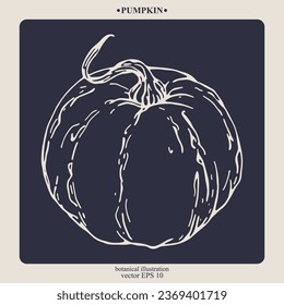 Vector hand drawn Pumpkin. Eps 10 botanical illustration