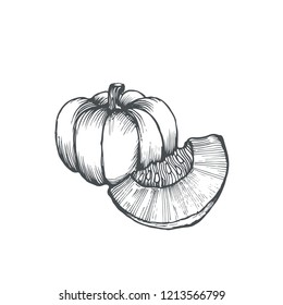 Vector hand drawn pumpkin isolated on white background. Ink vegetable in vintage stile for post cards, menu, invitation and banners