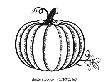 Pumpkin Sketch Images, Stock Photos & Vectors | Shutterstock