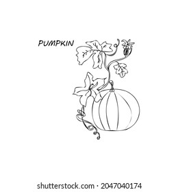 Las calabazas esbozan la ilustración vectorial.Doodle. Cosecha de calabaza otoñal. Elementos de diseño aislados de agricultura y agricultura a mano.