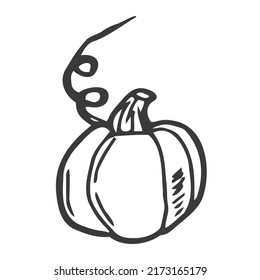 Icono del doodle dibujado a mano de la calabaza dibujada por el vector. Ilustración de boceto alimentario para impresión, web, móviles e infografías aisladas en fondo blanco.