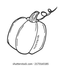 Vector hand drawn pumpkin outline doodle icon. Food sketch illustration for print, web, mobile and infographics isolated on white background.