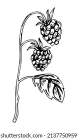 Vector hand drawn Raspberry outline doodle icon. Raspberry sketch illustration for print, web, mobile and infographics isolated on white background.