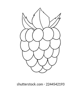 Vector hand drawn Raspberry outline doodle icon. Raspberry sketch illustration for print, web, mobile and infographics isolated on white background.