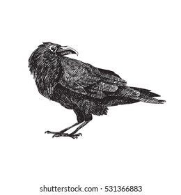 Vector hand drawn raven. Graphic black and white illustration.Rough sketch of crow