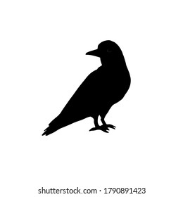 Vector hand drawn raven silhouette isolated on white background