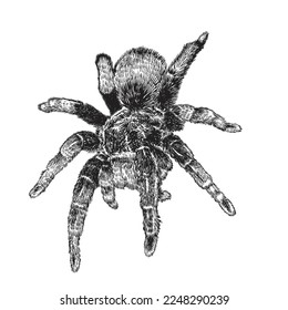 Vector hand drawn realistic tarantula spider. Ink drawing isolated on white background