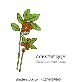 vector hand drawn red lingonberry,