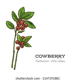 Vector Hand drawn red lingonberry,