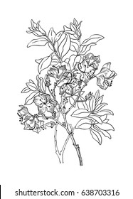 Vector hand drawn rhododendron twig. Isolated on white background. Engraved vintage botanical illustration. Use for wedding, birthday, party decoration, greeting cards, shop or brand promotion.