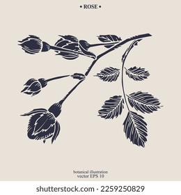 Vektor handgezeichnet Rosenblume. Eps10 botanische Illustration